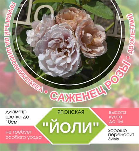 Роза Японская Йоли - купить с доставкой по выгодным ценам в интернет ...