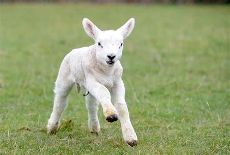 Alsace Ivres Ils Tuent Un Agneau Avec Un Pied De Biche Et Font Un Méchoui