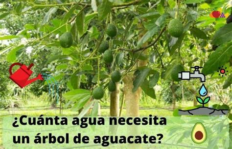 Riego Del Aguacate Cuanta Agua Necesita El Arbol De Aguacates