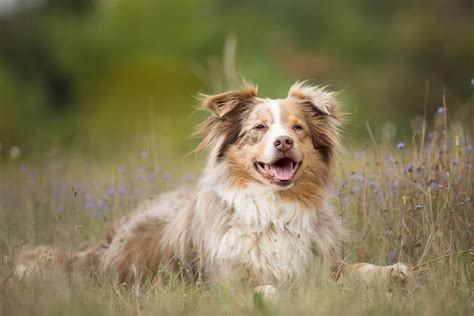 Lung Cancer in Dogs - Symptoms & Treatment Options | Englewood