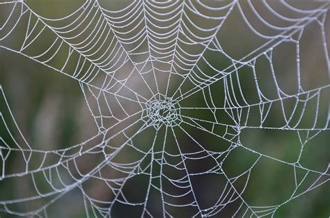 ~Cobweb Dreams~
