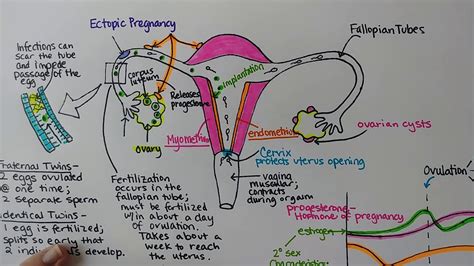 Female Reproductive System Youtube