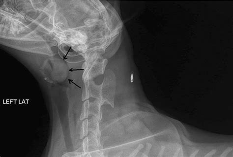 Figure 1 From Soft Palate Cyst In A Cat Semantic Scholar