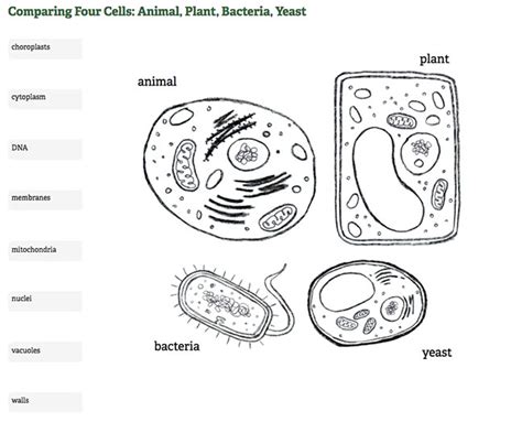 Free Bacteria Cell Worksheet Download Free Bacteria Cell Worksheet Png