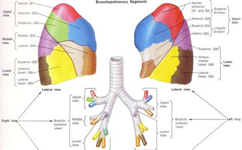 Lung anatomy bronchopulmonary segment - www.anatomynote.com | Lung ...