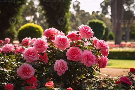 Beautiful display of a Rose garden 26840724 Stock Photo at Vecteezy