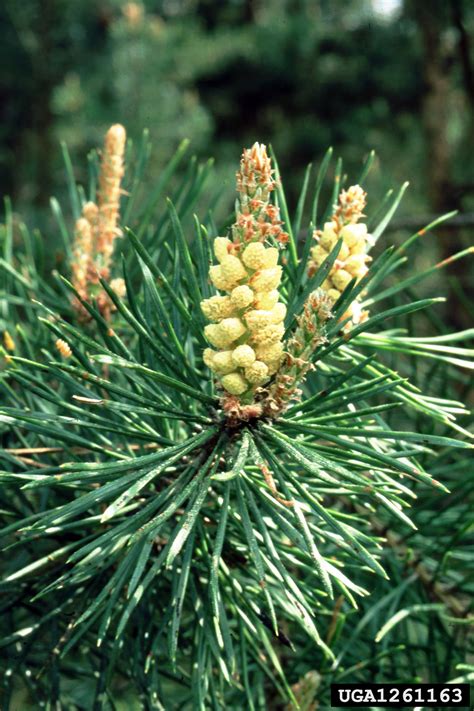 Scots pine (Pinus sylvestris L.)