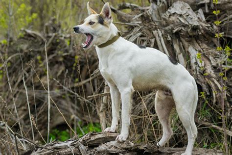 What Causes Excessive Barking In Dogs