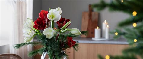 Få koselig julestemning med vakre amaryllis Mester Grønn