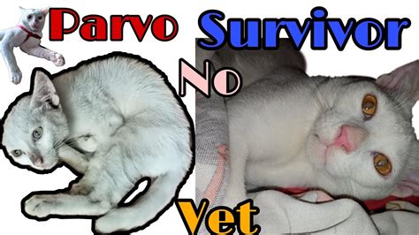 Cat Parvo Virus Victim Survived Without Seeing Vet Parvo Survivor