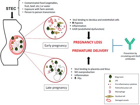 Shiga Toxin Producing E Coli Treatment - Captions Ideas