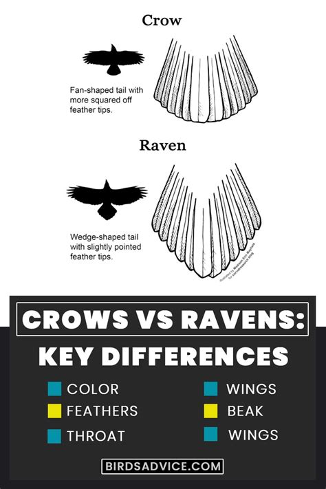 Crows Vs Ravens: Key Differences | Birds Advice | Crow, Crow images ...