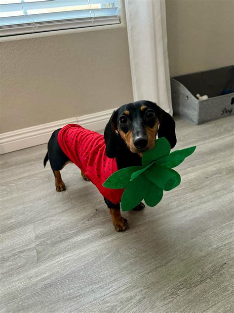 Midlee Strawberry Dog Costume – Midlee Designs