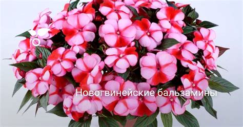 Новогвинейские бальзамины | Flowers for mom, Flowers, Florist