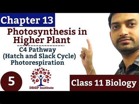 Chapter 13 Photosynthesis In Higher Plant 05 C4 Cycle Pathway