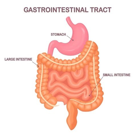 Premium Vector Gastrointestinal Tract Intestines Guts Stomach On