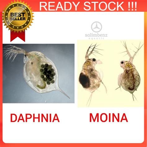 BUY 3 FREE 1 Kutu Air Hidup Daphnia Magna Moina Thai Macrocopa