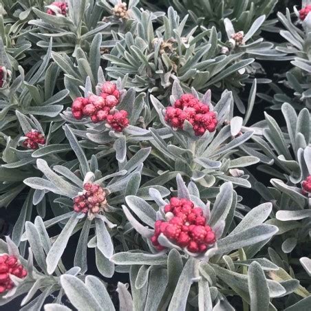 Helichrysum Ruby Cluster Le Chatel Des Vivaces