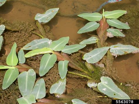 Asian Watergrass Hygroryza Aristata