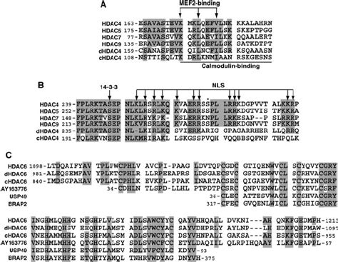 (A and B) Sequence alignment of the MEF2-binding motif (A) and the NLS ... 