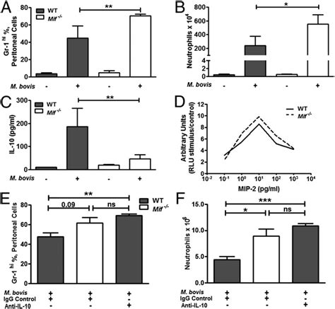 Neutrophil Accumulation And Decreased Levels Of IL 10 Are Demonstrated