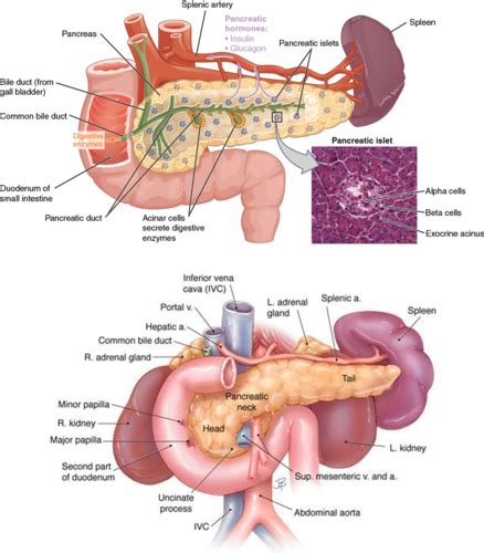 Pancreatic Exocrine Function Flashcards Quizlet