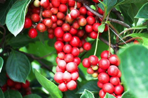 Schisandra