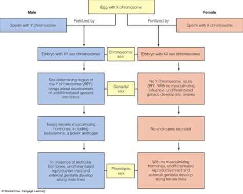 Disorders Of Sex Chromosomes Flashcards Quizlet