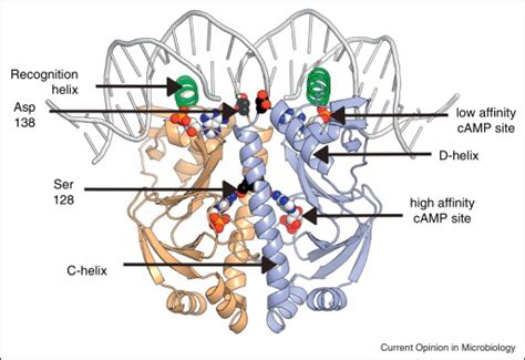 Relevant Structural Features Of The E Coli Crpcampdna Complex The