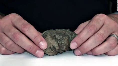 Scientists find the first fossilized dinosaur brain | TechPowerUp Forums