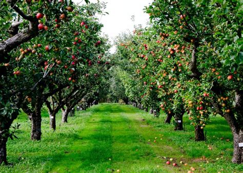 12 Places For Apple Picking In Western New York Orchard Info