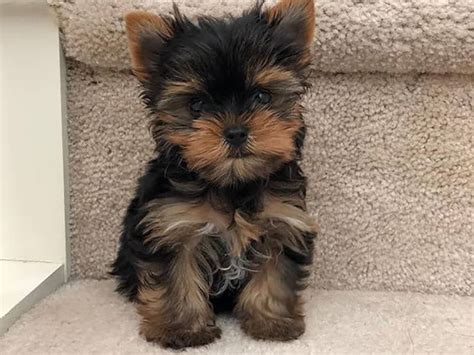 Teacup Yorkshire Terrier: Should You Bring One Home as a Pet?