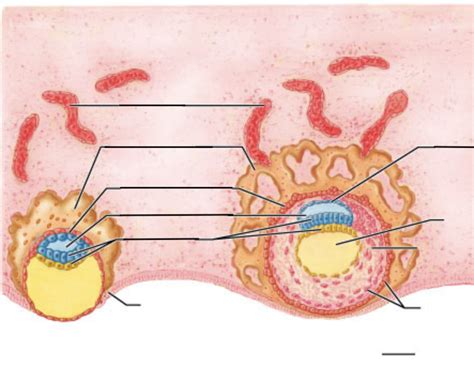 A P Day Blastocyst Diagram Quizlet