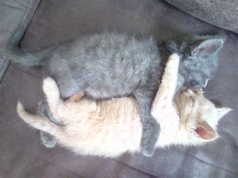 My two adopted kittens cuddling. : r/aww