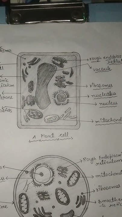 How To Draw Plant And Animal Cell Class 9 Youtube