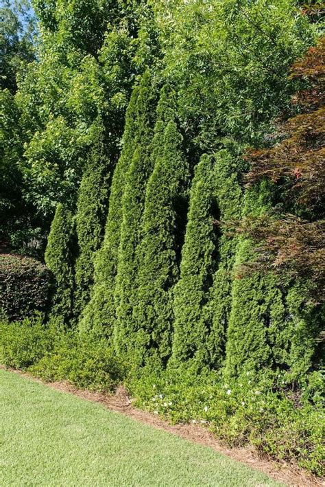 5 Best Trees for Border & Privacy | Privacy trees, Privacy trees ...