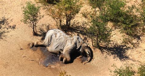 Encuentran Cientos De Elefantes Muertos En El Norte De Botswana