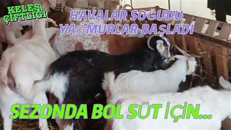 SEZONDA İYİ BİR SÜT VERİMİ İÇİN HAMİLEYKEN BAKIMIN ÖNEMİ CARE FOR