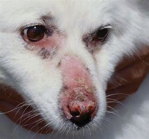 Immune-Mediated Skin Disorders of Dogs | Today's Veterinary Nurse