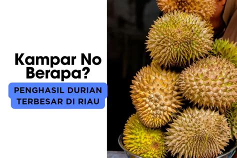 5 Kabupaten Penghasil Durian Terbesar Di Provinsi Riau Siak Nomor 5