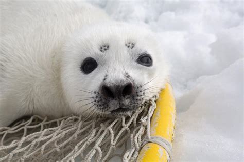 Ribbon Seal | NOAA Fisheries