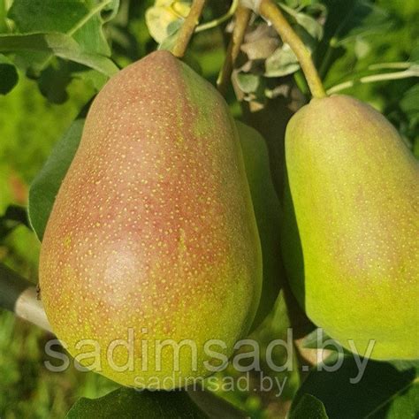 Груша Лесная красавица: продажа, цена в Минске. Семена, саженцы и ...