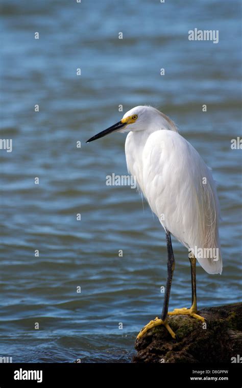 Close Up Head Cattle Egret Hi Res Stock Photography And Images Alamy