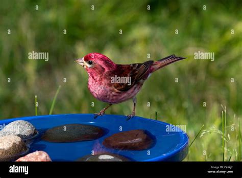 Purple Finch - Male Stock Photo - Alamy