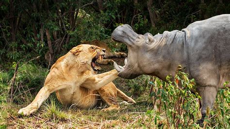 Crazy Moments Predators Became Prey While Hunting Youtube