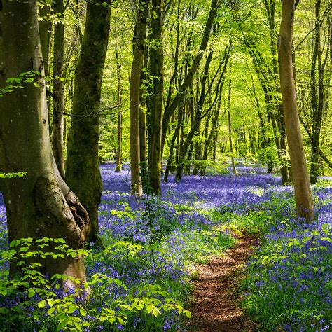 Woodland & Forestry Management