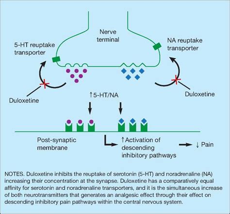 Duloxetine Harkin 2011 Practical Diabetes International Wiley Online Library