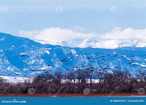 Geese migration stock image. Image of movement, black - 288042955