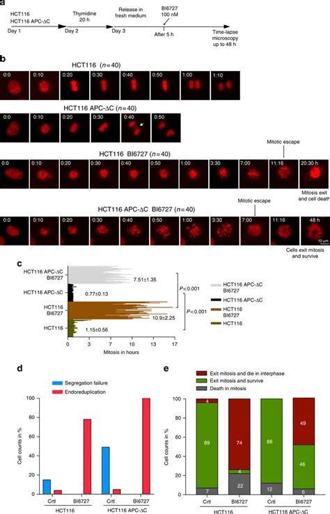 PLK1 inhibition shortens mitosis, increased polyploidy and enhances ... 