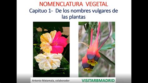 De Los Nombres Vulgares De Las Plantas Capítulo I Nomenclatura Vegetal Youtube